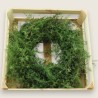 WREATH ASPARAGUS