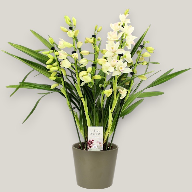 CYMBIDIUM WHITE R5