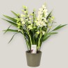 CYMBIDIUM BIANCO R5