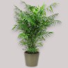 CHAMAEDOREA EL. V24 H100 +VASE
