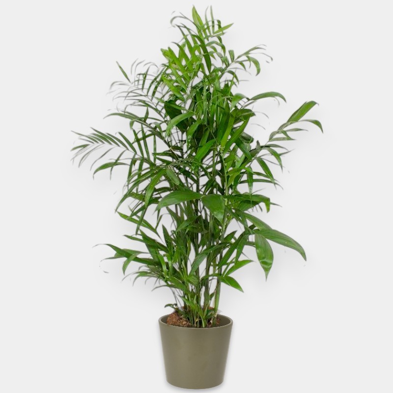 CHAMAEDOREA SE. V24 H140 +VASE
