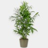 CHAMAEDOREA SE. V24 H140 +VASO