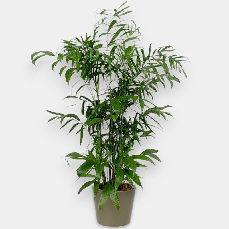 CHAMAEDOREA SE. V27 H160 +VASE