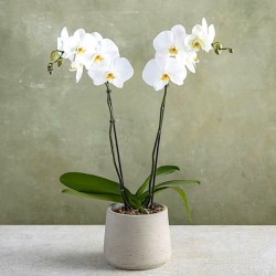 PHALENO BIANCO R2 H80 +VASO