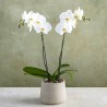 PHALENO WHITE R2 H80 +VASE