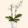 PHALENO WHITE R2 H60 +VASE