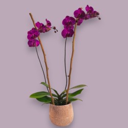 PHALENO PINK R2 H70 +VASE