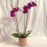 PHALENO ROSA R2 H70 +VASO