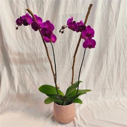 PHALENO ROSA R2 H70 +VASO