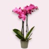 PHALENO PINK R2 H60 +VASE