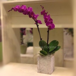 PHALENO PINK R2 H60 +VASE