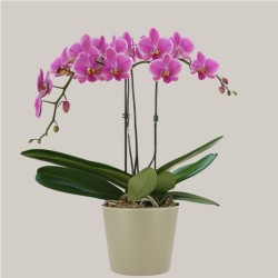 PHALENO ROSA R2 H60 +VASO