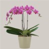 PHALENO ROSA R2 H60 +VASO