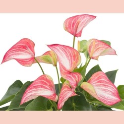 ANTHURIUM LIVIUM RED V17 +VASE
