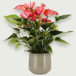 ANTHURIUM LIVIUM RED V17 +VASO