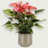 ANTHURIUM LIVIUM RED V17 +VASO