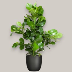 CLUSIA ROSEA V24 +VASO