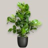CLUSIA ROSEA V24 +VASO