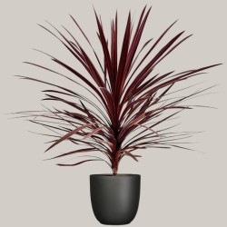 CORDYLINE AUSTR. V24 +VASO