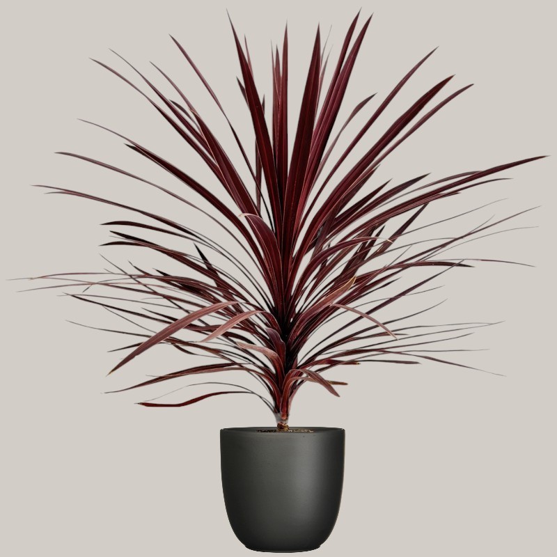 CORDYLINE AUSTR. V24 +VASO