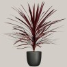 CORDYLINE AUSTR. V24 +VASE