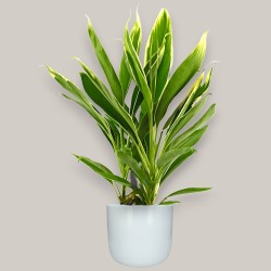 CORDYLINE FR. CONGA V19 +VASO