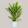 CORDYLINE FR. CONGA V19 +VASE