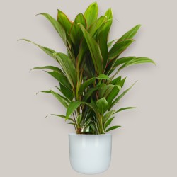 CORDYLINE FR. GERALDO V19 +VASO