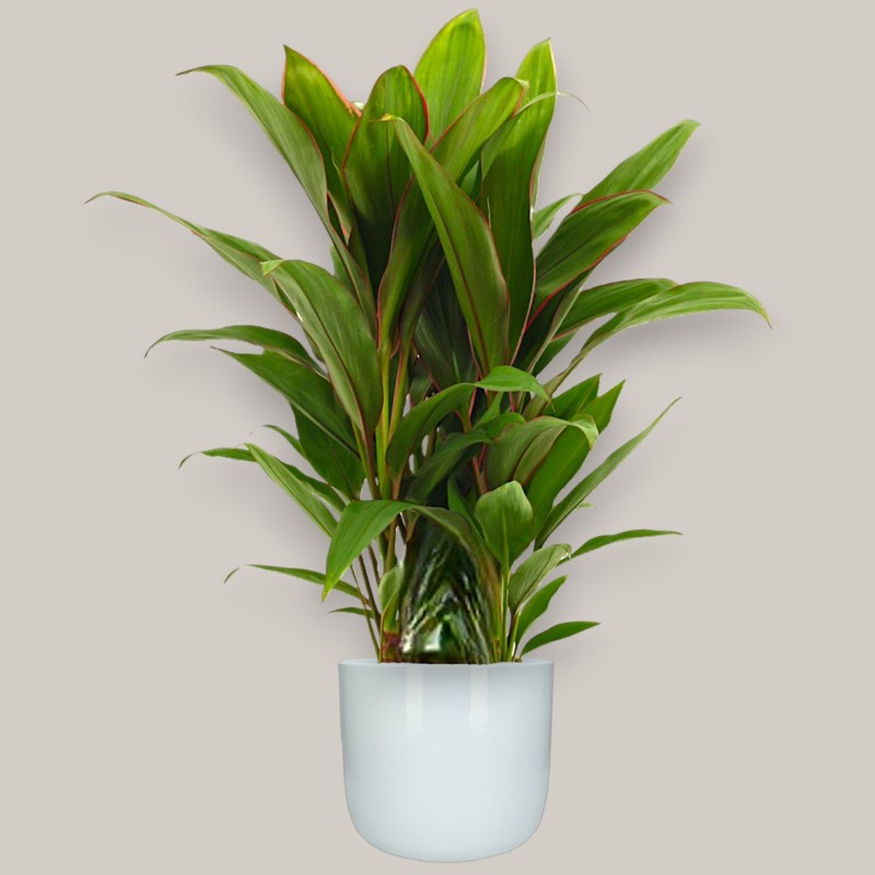 CORDYLINE FR. GERALDO V19 +VASE