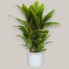CORDYLINE FR. GERALDO V19 +VASO