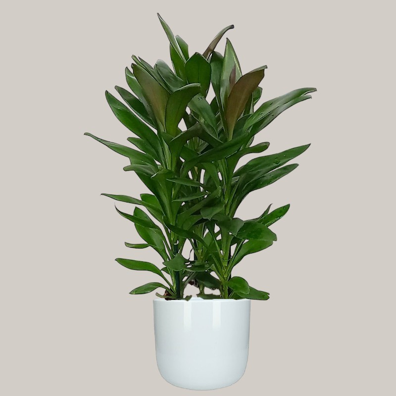 CORDYLINE FR. GLAUCA V19 +VASE