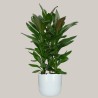 CORDYLINE FR. GLAUCA V19 +VASE