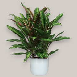 CORDYLINE FR. KIWI V19 +VASO