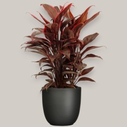 CORDYLINE FR. MAMBO V19 +VASO