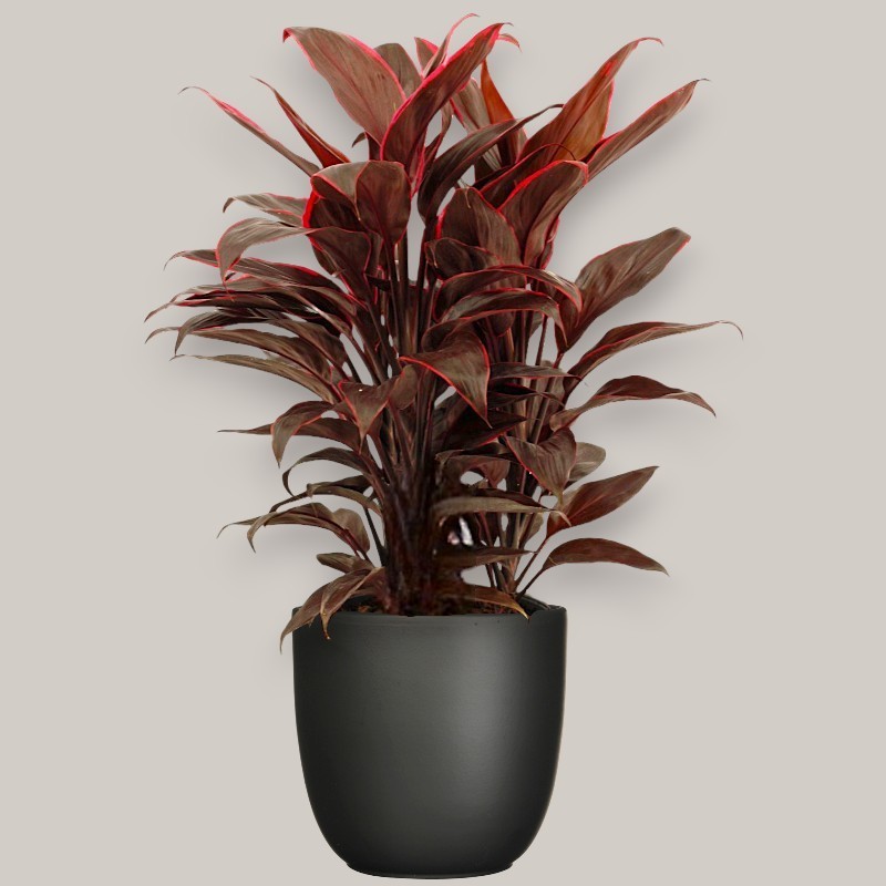 CORDYLINE FR. MAMBO V19 +VASE