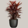 CORDYLINE FR. MAMBO V19 +VASE