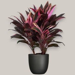 CORDYLINE FR. RUMBA V19 +VASO
