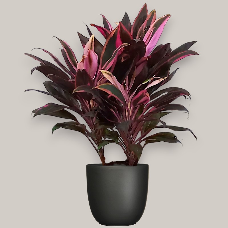CORDYLINE FR. RUMBA V19 +VASE