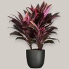 CORDYLINE FR. RUMBA V19 +VASE