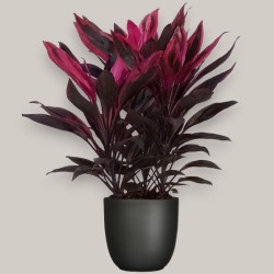 CORDYLINE FR. TANGO V19 +VASO