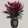 CORDYLINE FR. TANGO V19 +VASE