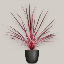 CORDYLINE AUSTR. EL. V17 +VASO