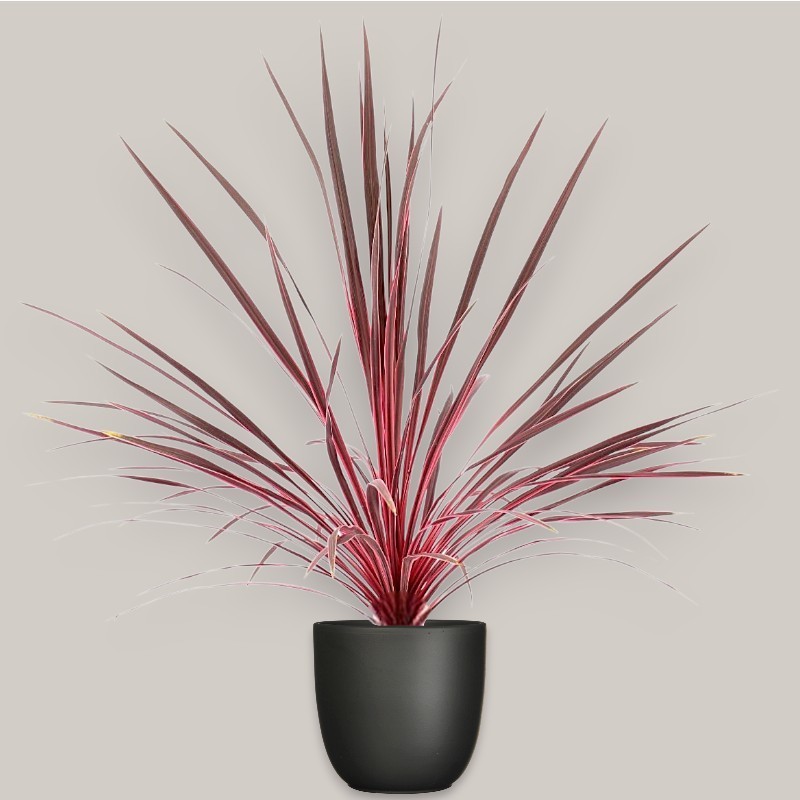 CORDYLINE AUSTR. EL. V17 +VASE