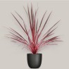 CORDYLINE AUSTR. EL. V17 +VASE