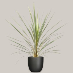 CORDYLINE AUSTR. VA. V24 +VASO