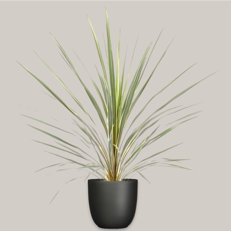 CORDYLINE AUSTR. VA. V24 +VASE