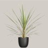 CORDYLINE AUSTR. VA. V24 +VASE
