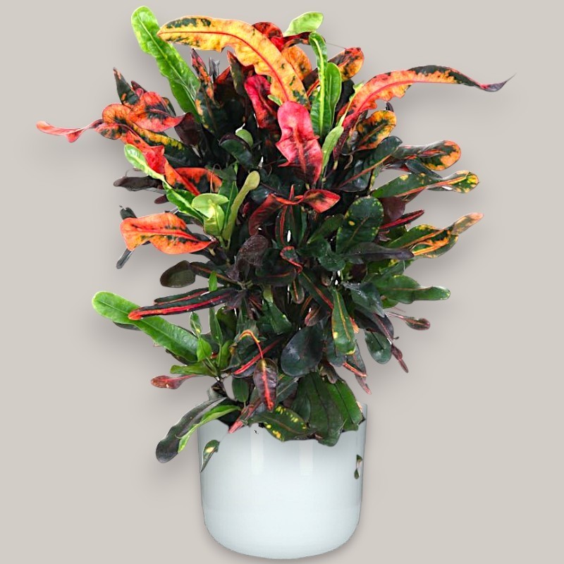 CROTON MAMMI V21 RAM.