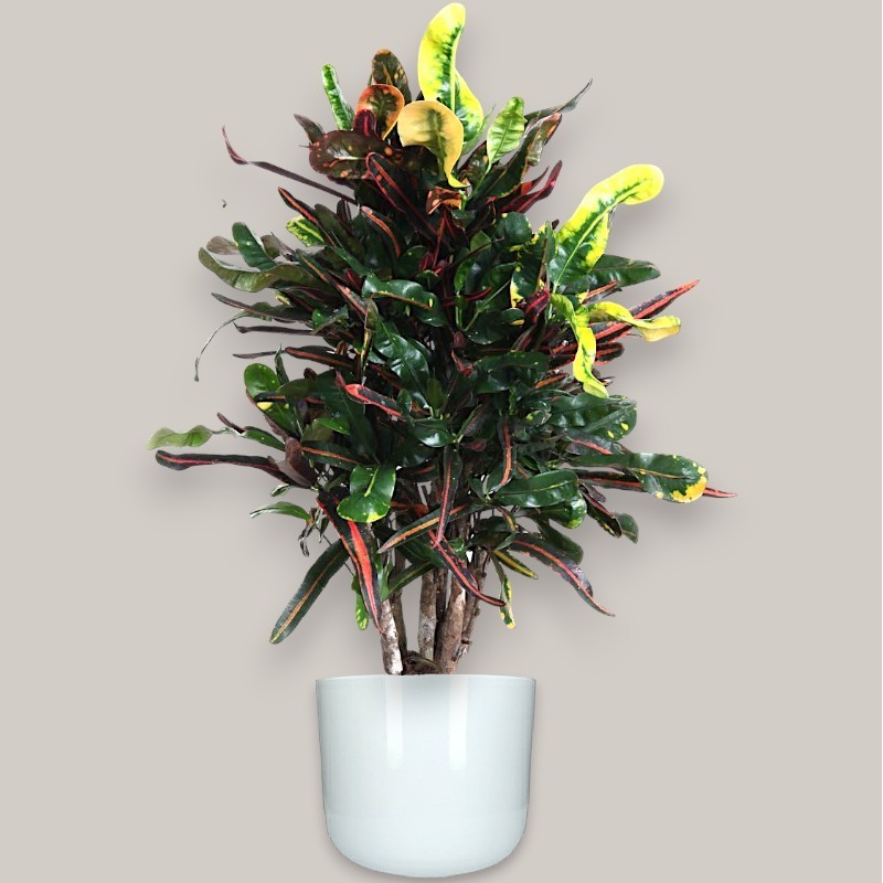 CROTON MAMMI V24 RAM.