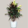 CROTON MAMMI V24 RAM.